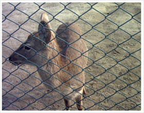 隔离护栏网工厂护栏网栅栏铁丝网孔径8*16介绍——安平县正美丝网制品